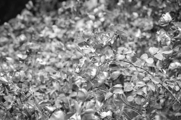 Flores Naturais Dentro Dos Parques Espanhóis Reserva — Fotografia de Stock