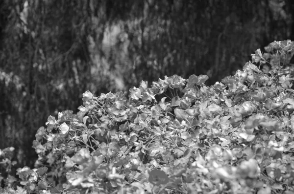 ดอกไม ธรรมชาต ภายในสวนสาธารณะสเปน — ภาพถ่ายสต็อก