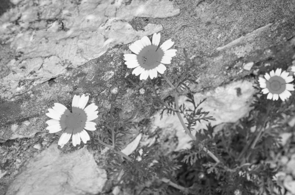 Flores Naturales Dentro Reserva Parques Españoles — Foto de Stock