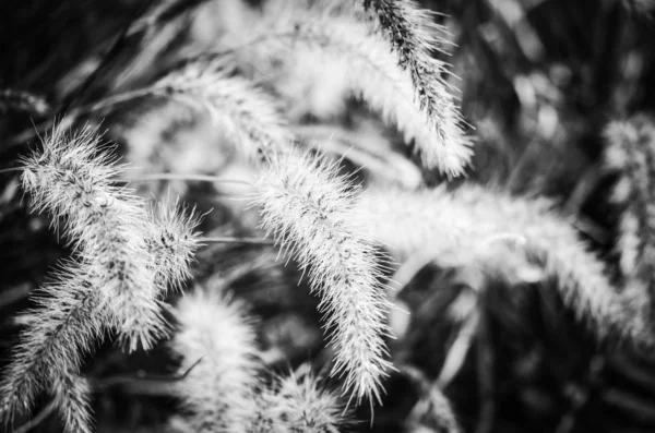 予約スペイン公園内の天然の花 — ストック写真