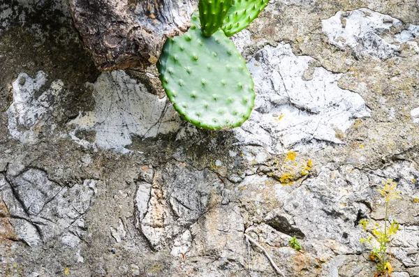 Flores Naturales Dentro Reserva Parques Españoles —  Fotos de Stock