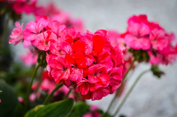 Natürliche Blumen Innerhalb Des Reservats Spanische Parks — Stockfoto