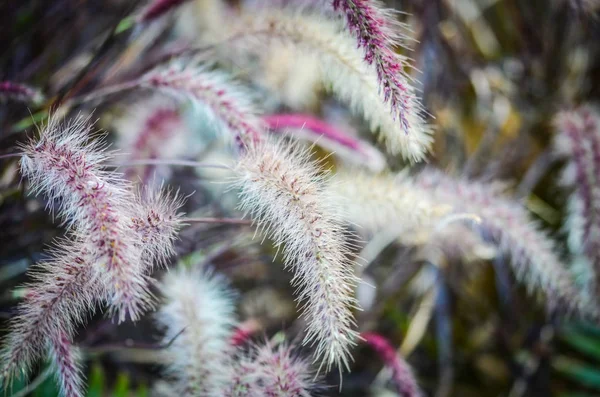 Fiori Naturali All Interno Della Prenotazione Parchi Spagnoli — Foto Stock