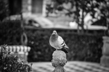 Su kaynağı doğal parkların görüntüsünü kapatır. 