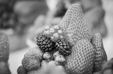 Çilek, yabanmersini, böğürtlen, böğürtlen