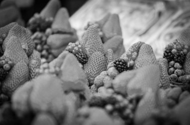 Çilek, yabanmersini, böğürtlen, böğürtlen