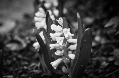 Doğal çiçekler manzarayı kapatır