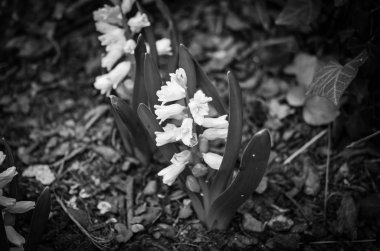 Doğal çiçekler manzarayı kapatır