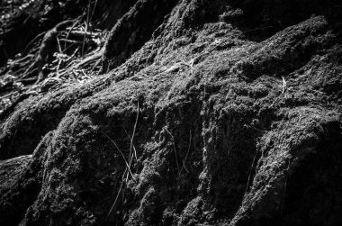 Doğal çiçekler manzarayı kapatır