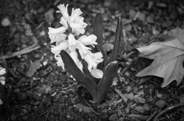 Doğal çiçekler manzarayı kapatır