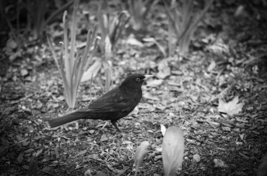 Doğal çiçekler manzarayı kapatır