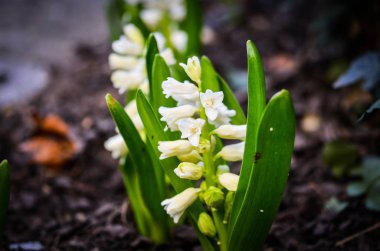 Doğal çiçekler manzarayı kapatır