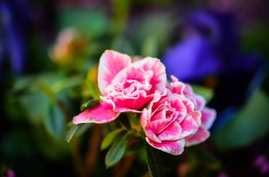 Doğal çiçekler manzarayı kapatır