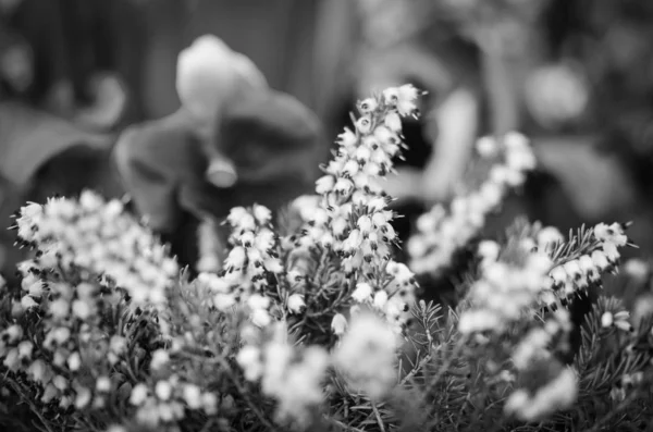 Přírodní Květiny Zavřít Pohled — Stock fotografie