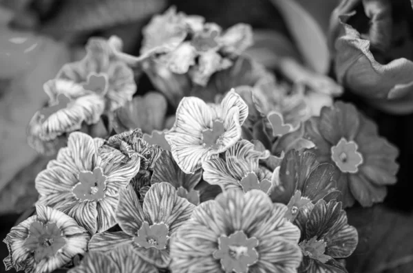 Přírodní Květiny Zavřít Pohled — Stock fotografie