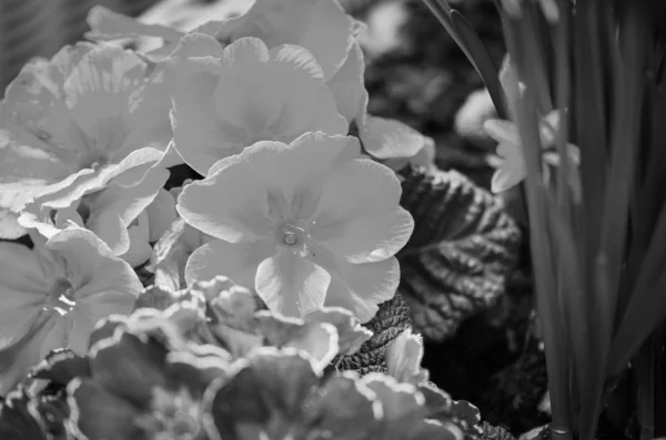 Naturliga Blommor Närbild — Stockfoto