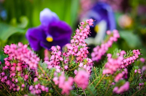 自然花近景 — 图库照片