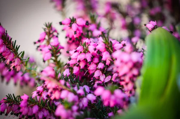 自然花近景 — 图库照片