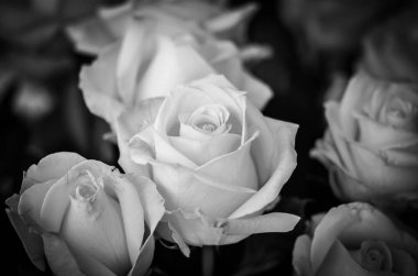 Doğal güller manzarayı kapatır