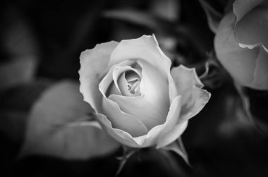 Doğal güller manzarayı kapatır