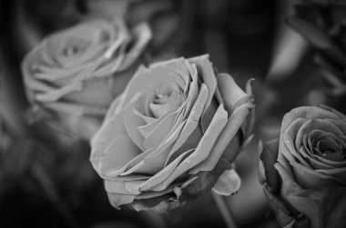 Doğal güller manzarayı kapatır