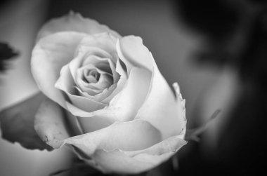 Doğal güller manzarayı kapatır