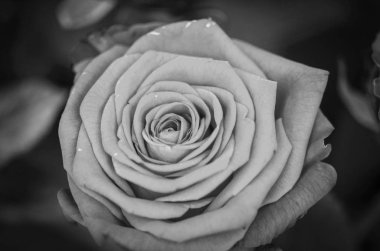 Doğal güller manzarayı kapatır