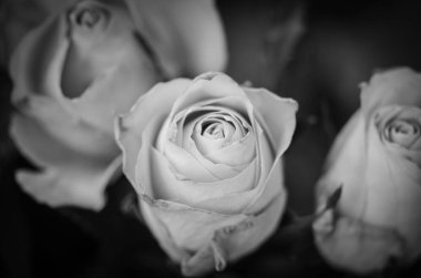 Doğal güller manzarayı kapatır