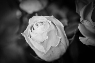 Doğal güller manzarayı kapatır