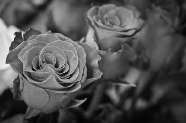 Doğal güller manzarayı kapatır