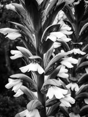 Doğal çiçekler manzarayı kapatır