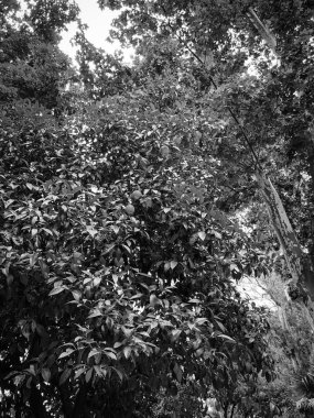 Doğal çiçekler manzarayı kapatır