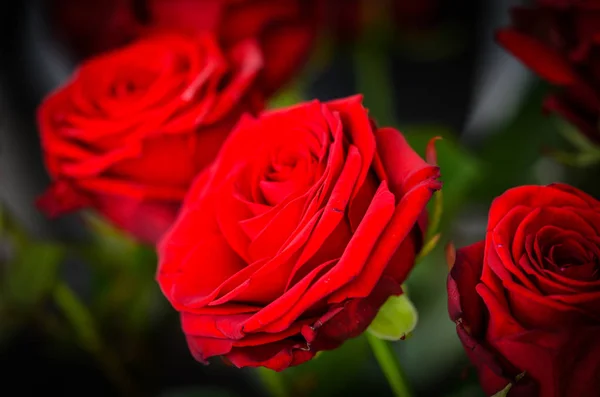 natural roses close up view