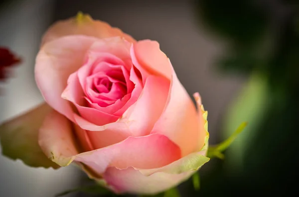 Rosas Naturais Vista Perto — Fotografia de Stock