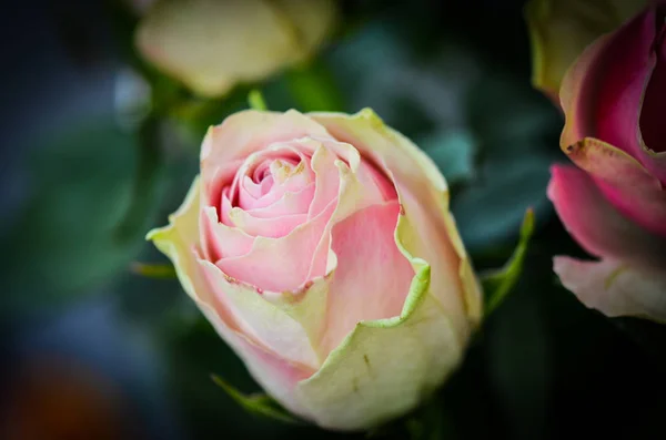 Natural Roses Close View — Stock Photo, Image