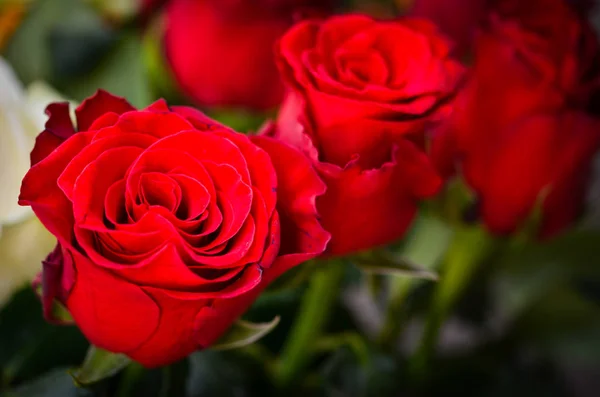 Natural Roses Close View — Stock Photo, Image