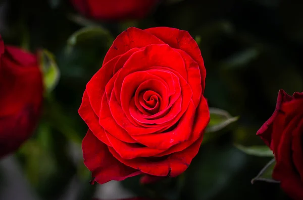 Natural Roses Close View — Stock Photo, Image