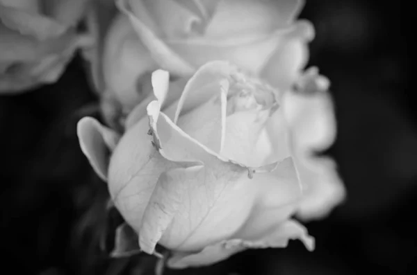 自然玫瑰近景 — 图库照片