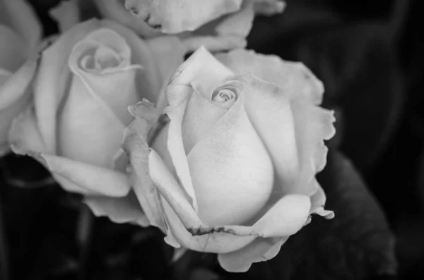 natural roses close up view