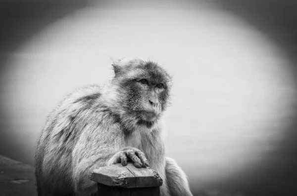 Gibraltar Macacos Close Vista — Fotografia de Stock