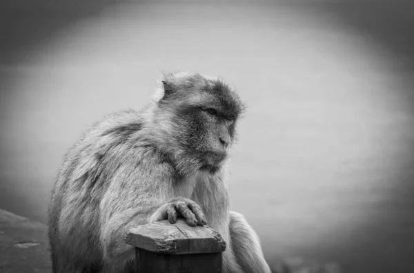 Gibraltar Macacos Close Vista — Fotografia de Stock