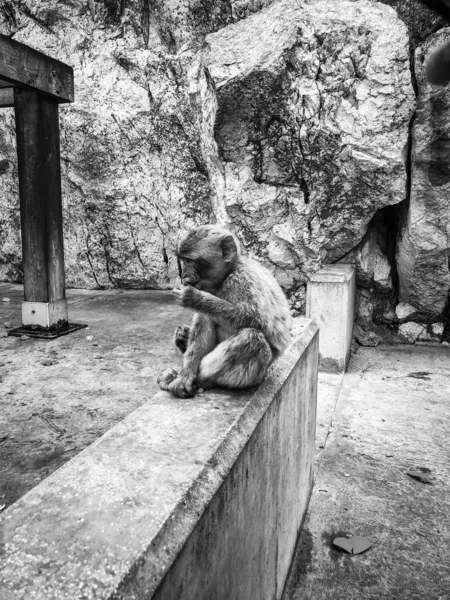 Gibraltar Singes Vue Près — Photo