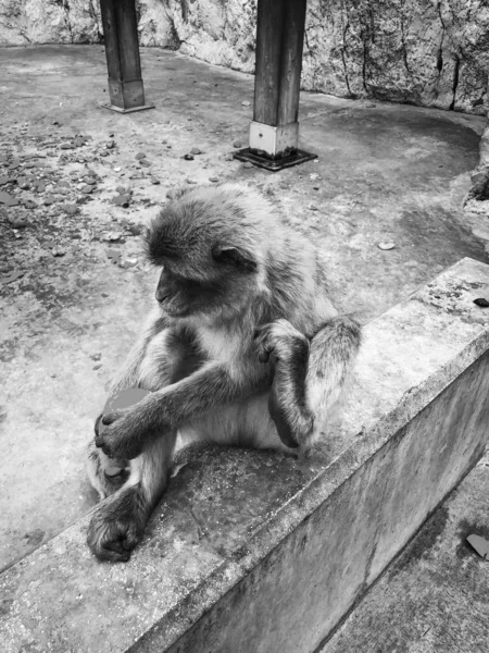 Gibraltar Affen Aus Nächster Nähe — Stockfoto