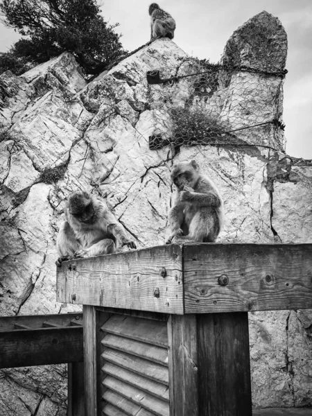 Gibraltar Maymunları Manzarayı Kapatır — Stok fotoğraf