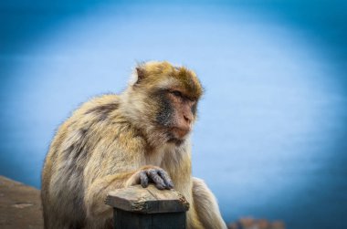 Gibraltar maymunları manzarayı kapatır