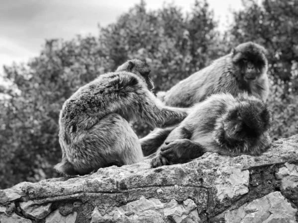 Gibraltar Maymunları Manzarayı Kapatır — Stok fotoğraf