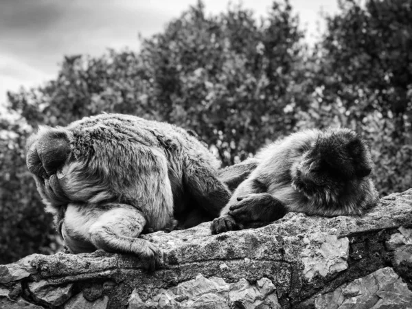 Gibraltar Macacos Close Vista — Fotografia de Stock