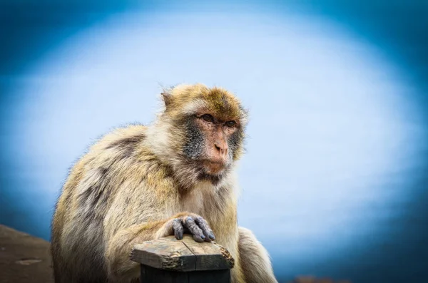Gibraltári Majmok Közelről Nézet — Stock Fotó