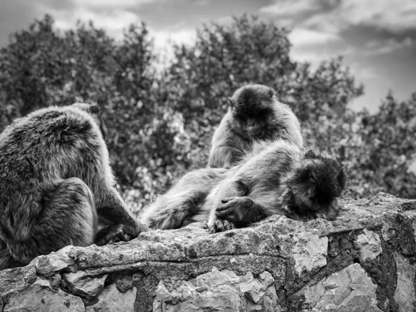 Gibraltar Maymunları Manzarayı Kapatır — Stok fotoğraf