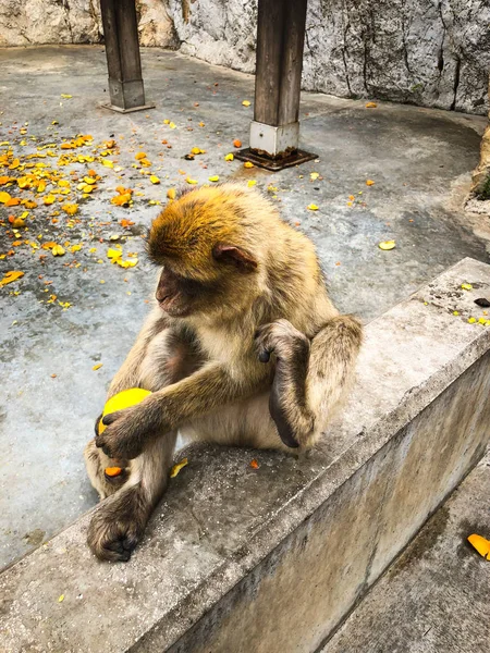 Gibraltar Macacos Close Vista — Fotografia de Stock
